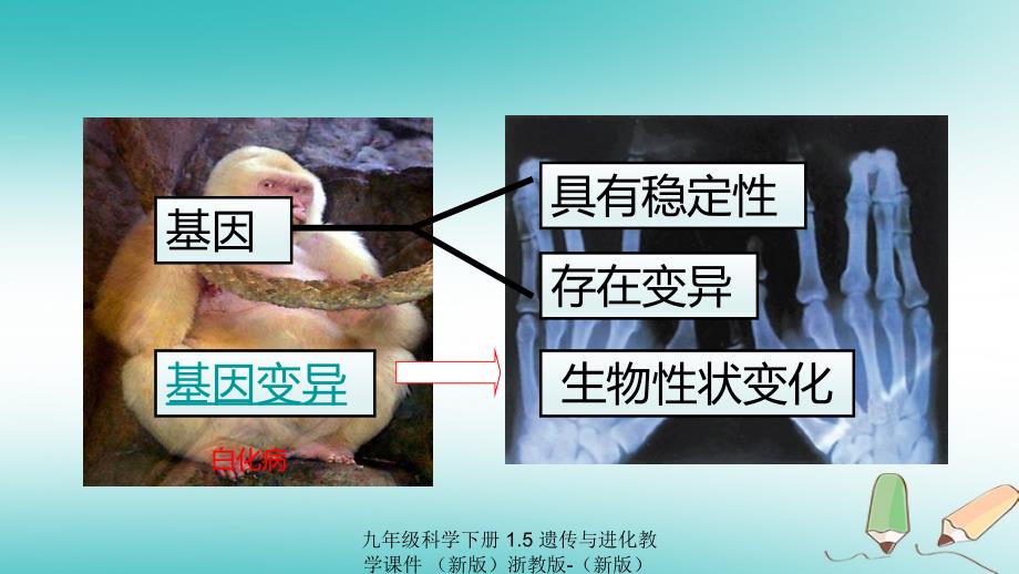 最新九年级科学下册1.5遗传与进化教学课件新版浙教版新版浙教级下册自然科学课件_第4页