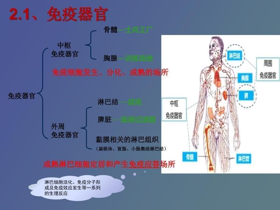 疫系统与感冒_第5页