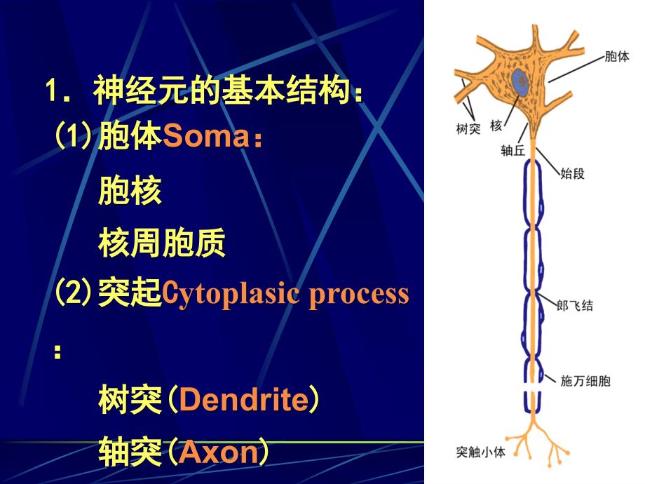 第1节神经元神经胶质细胞_第3页