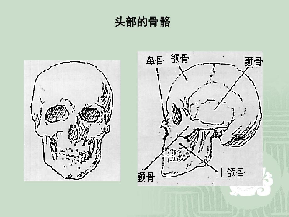 人物头像写生_第4页