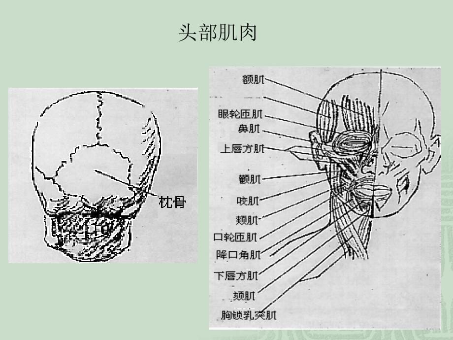 人物头像写生_第5页