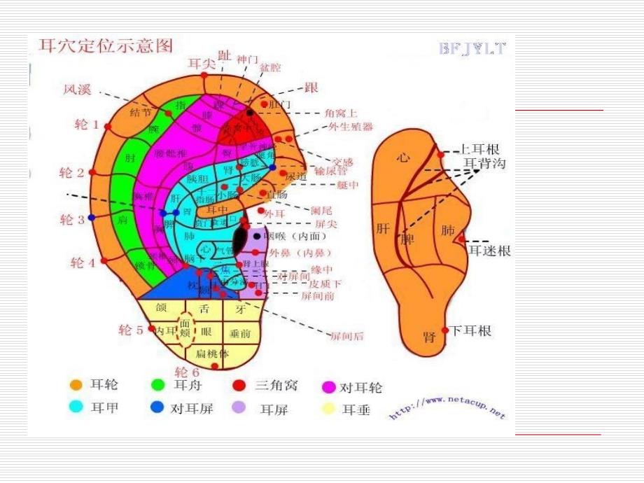 耳穴压豆法操作要点_第2页