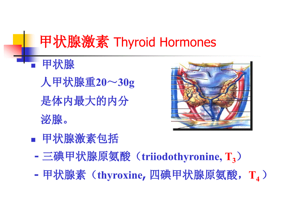 甲状腺激素及抗甲状腺药PPT课件_第2页