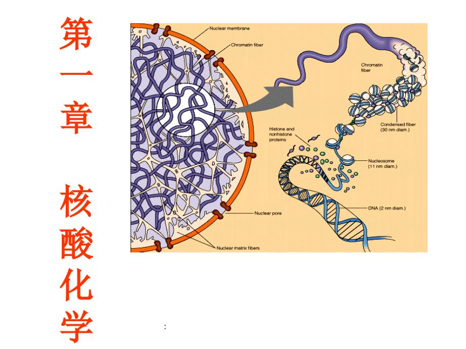 生物化学第一章前ppt课件_第2页