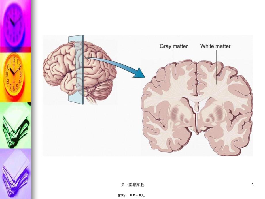 第一篇脑细胞课件_第3页