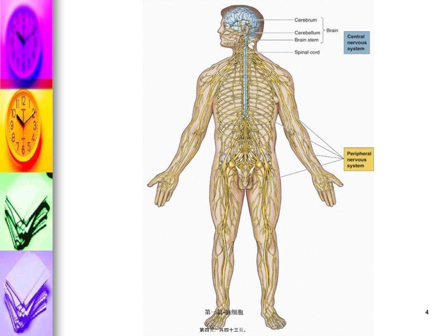 第一篇脑细胞课件_第4页