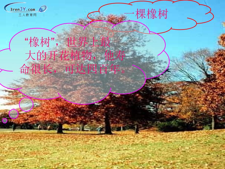 西师大版四年级语文上册一棵橡树教学课件2_第1页
