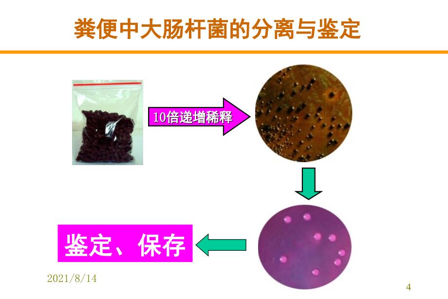 0011928兽医微生物学肠杆菌科_第4页