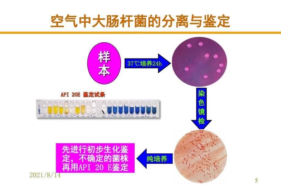 0011928兽医微生物学肠杆菌科_第5页