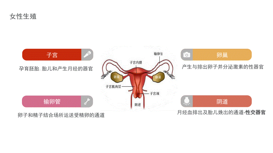 03岁婴幼儿生长发育与营养_第4页