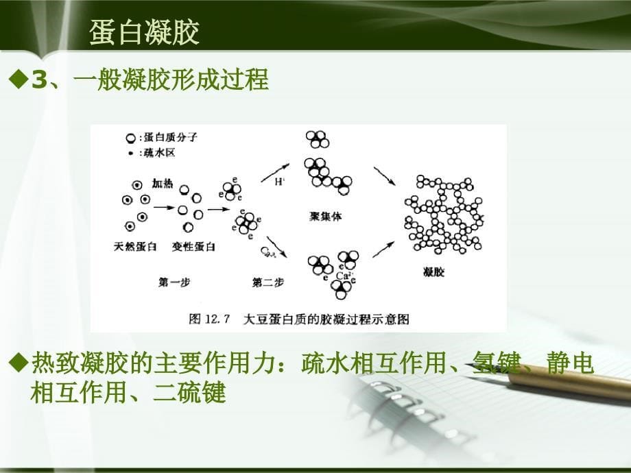 大豆蛋白凝胶概述_第5页