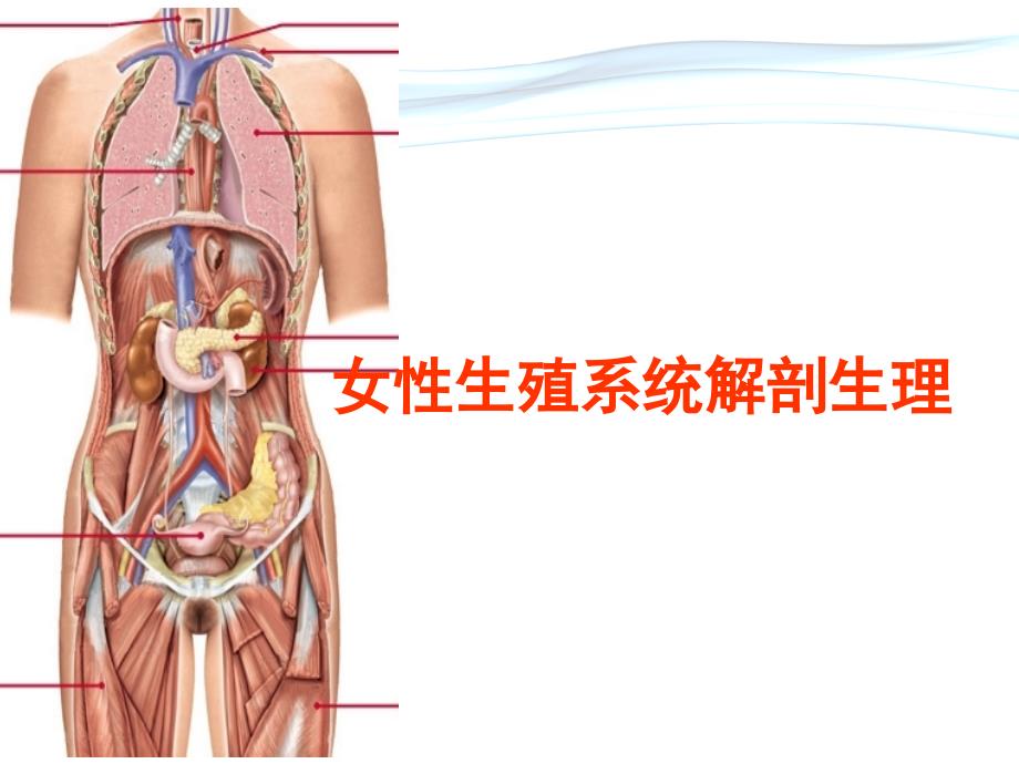 正常分娩机制课件.ppt_第2页