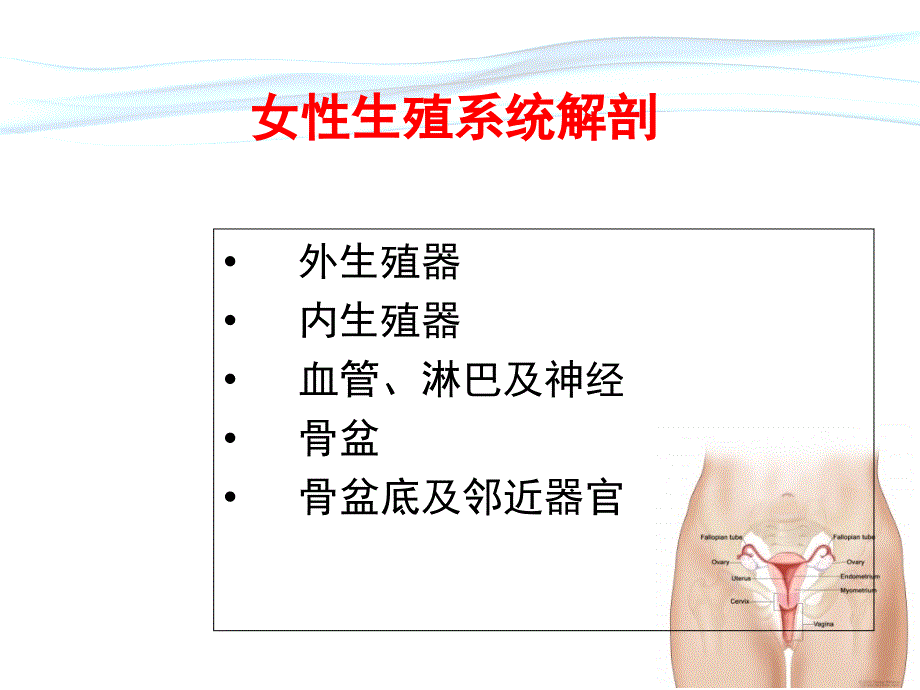 正常分娩机制课件.ppt_第3页