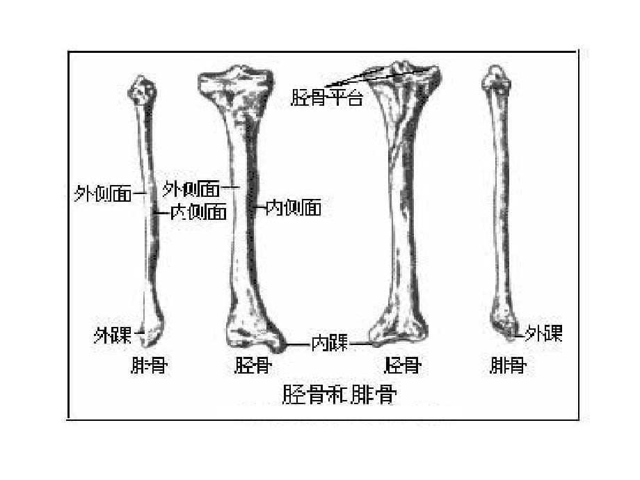 踝关节的基础知识_第5页