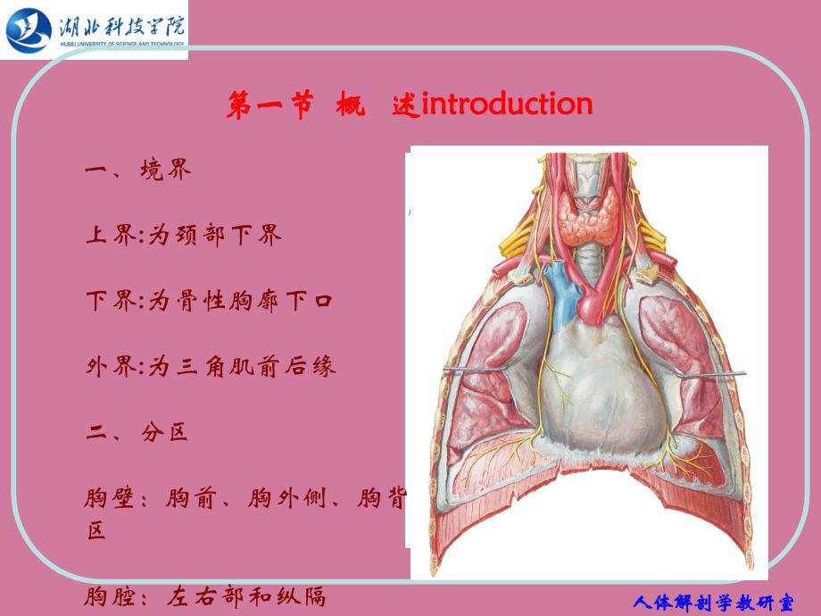 人体结构胸部PPT课件_第2页