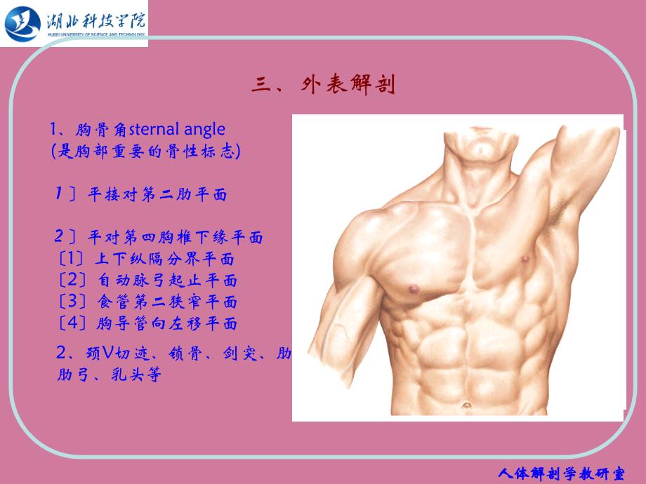 人体结构胸部PPT课件_第3页