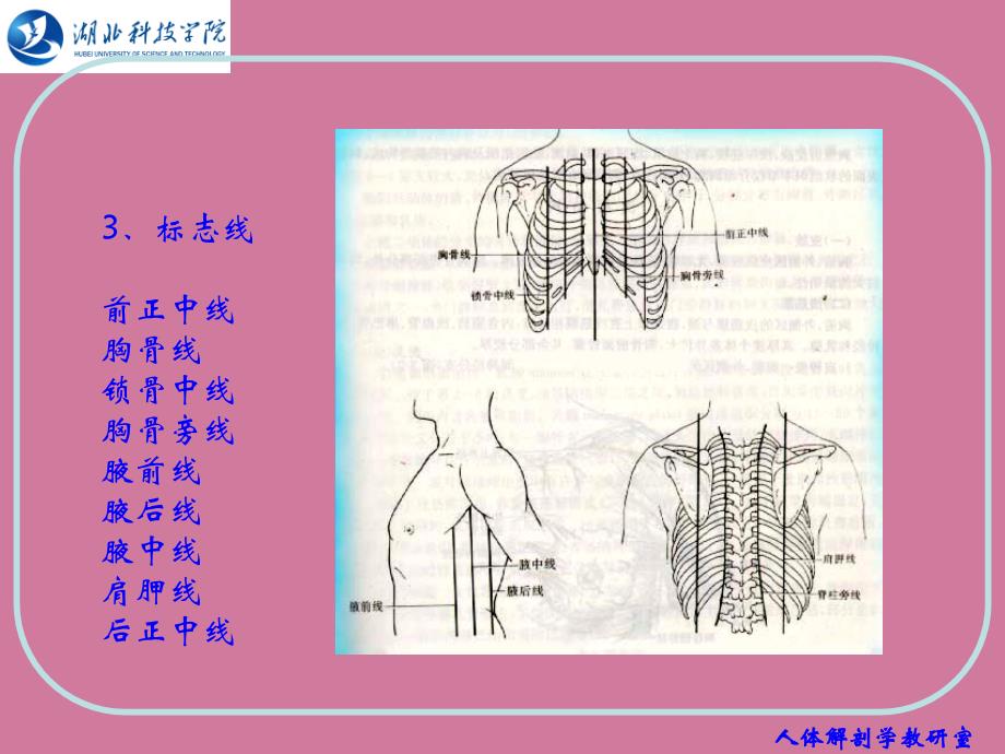 人体结构胸部PPT课件_第4页