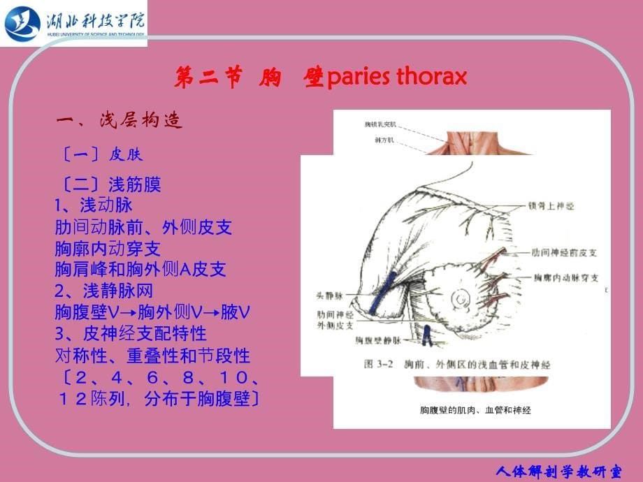 人体结构胸部PPT课件_第5页