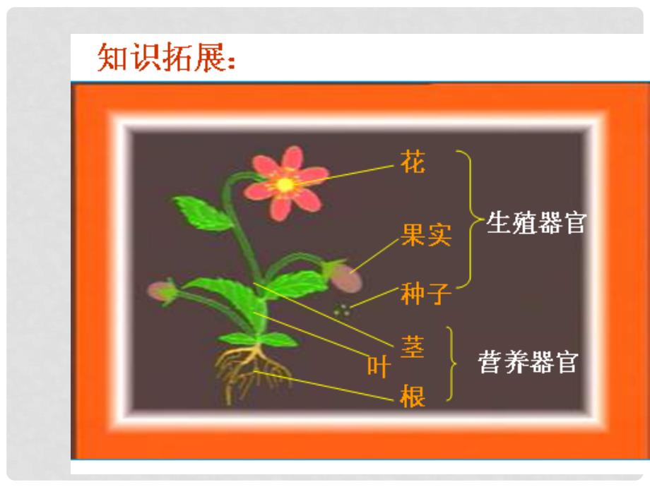 江苏省铜山区七年级生物下册 9.1植物体的结构层次课件 （新版）苏科版_第4页