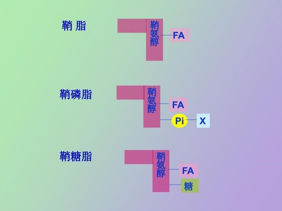 脂类代谢化学系_第5页