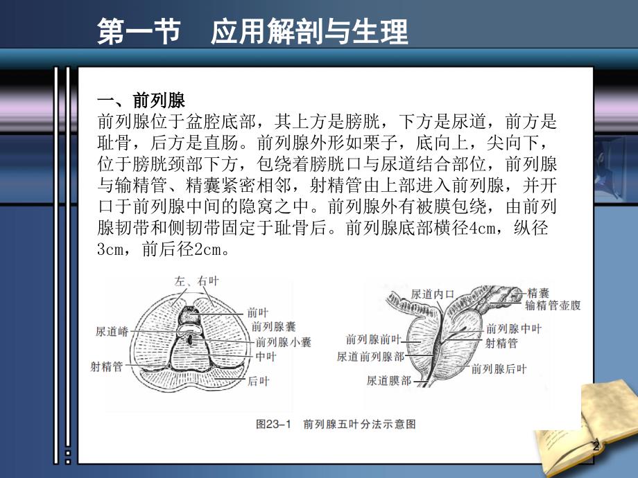 前列腺疾病的超声诊断_第2页