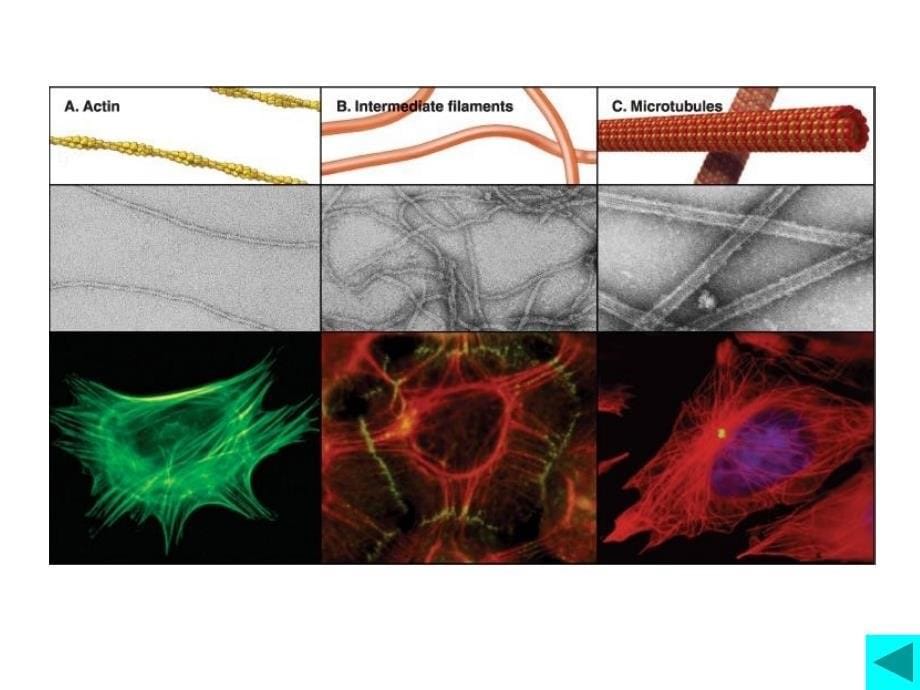 chapter10细胞骨架_第5页