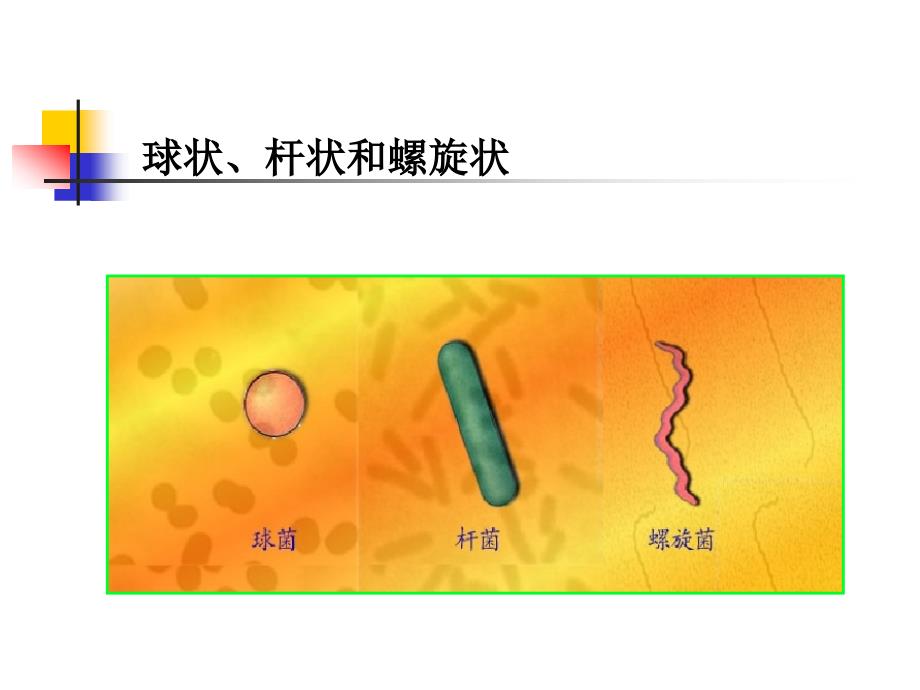 细菌的形态、染色_第4页