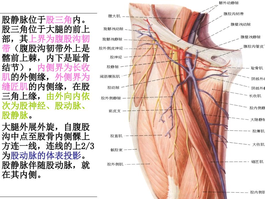 小儿动静脉采血PPT课件_第4页