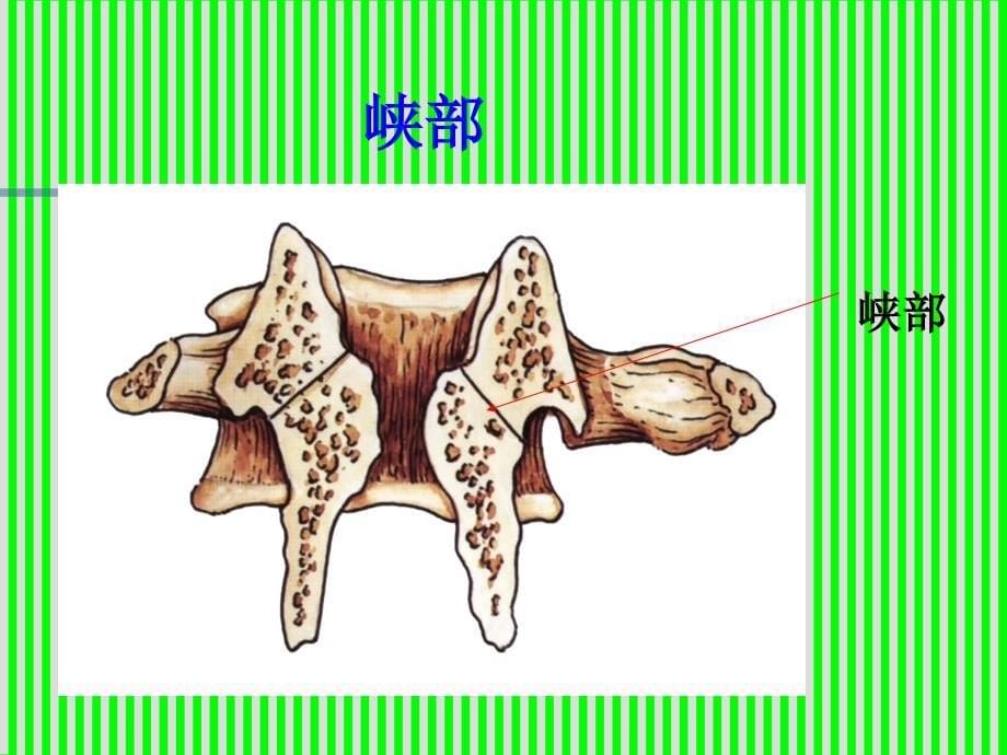 脊柱解剖图(颈胸腰椎).ppt_第5页