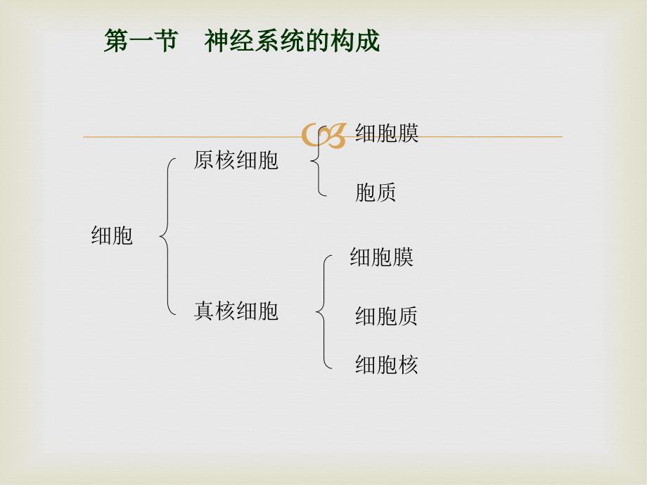 神经系统医学基础_第3页