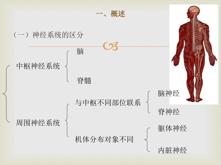 神经系统医学基础_第4页