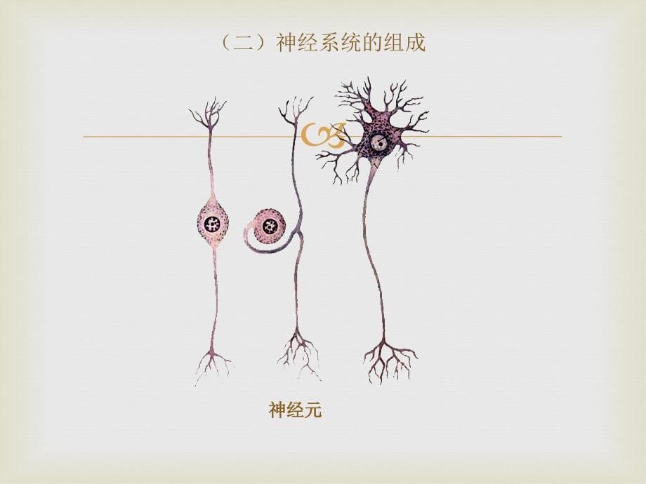 神经系统医学基础_第5页