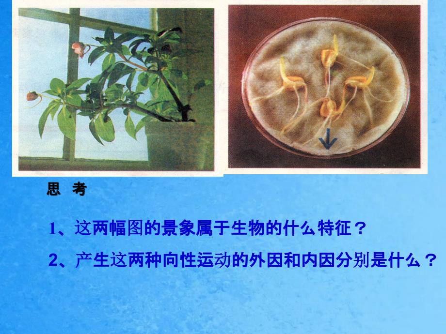 这两幅图的现象属于生物的什么特征ppt课件_第2页