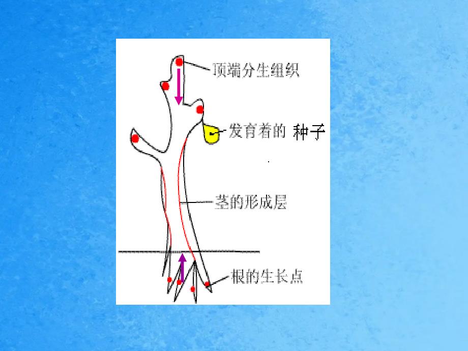 这两幅图的现象属于生物的什么特征ppt课件_第3页