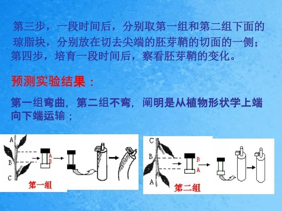 这两幅图的现象属于生物的什么特征ppt课件_第5页