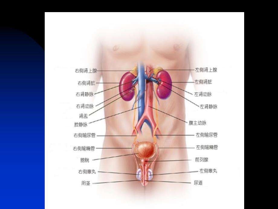 前列腺炎PROSTATITIS_第4页