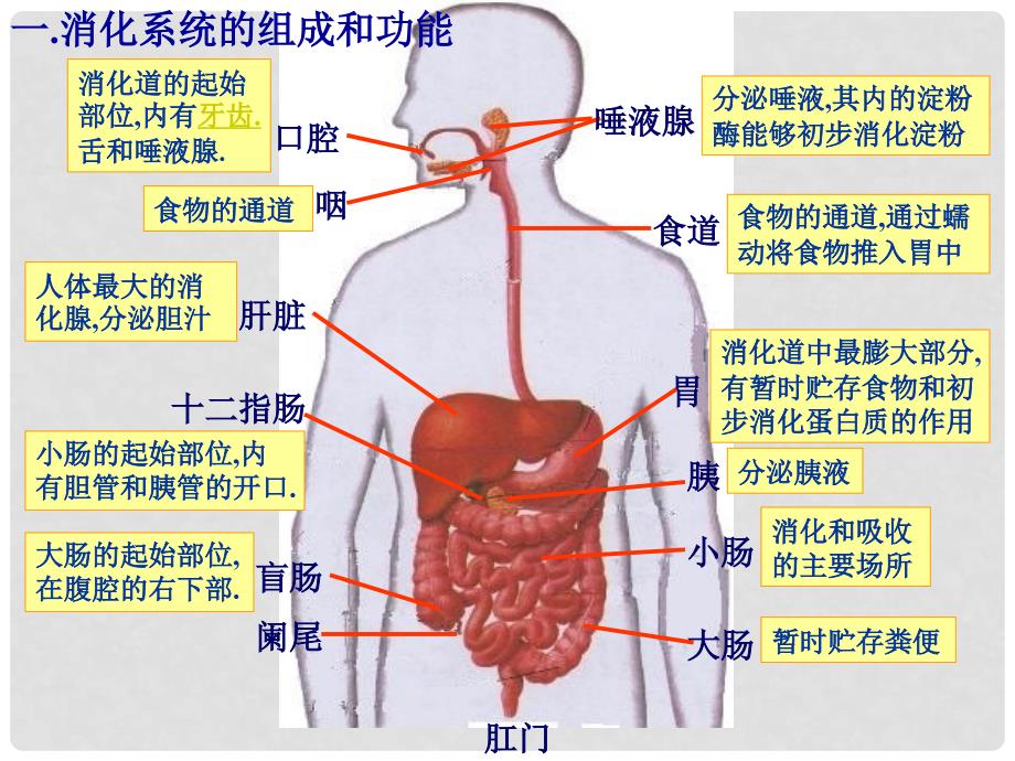 湖北省武汉为明实验学校七年级生物下册 第四单元《2.2消化和吸收》课件 新人教版_第4页