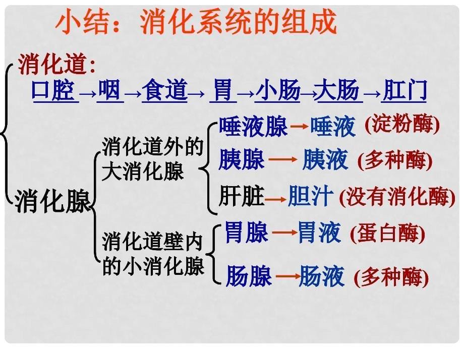 湖北省武汉为明实验学校七年级生物下册 第四单元《2.2消化和吸收》课件 新人教版_第5页