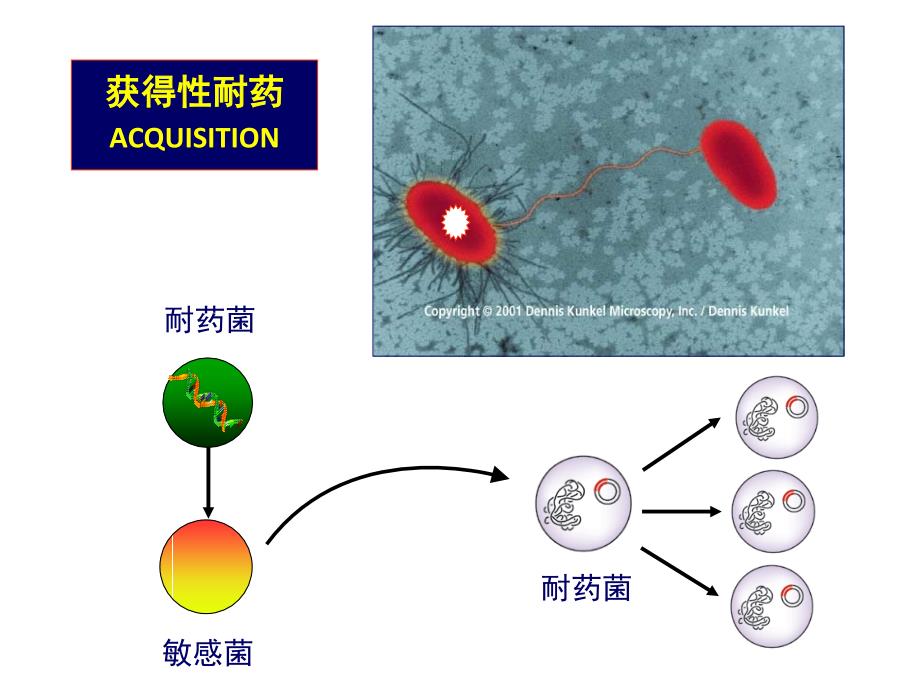 ICU文爱东对菌下药抗菌药物的合理使用课件_第3页