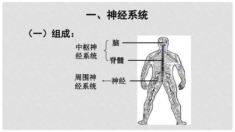 七年级生物下册 4.12.2人体的神经调节课件 苏教版_第2页