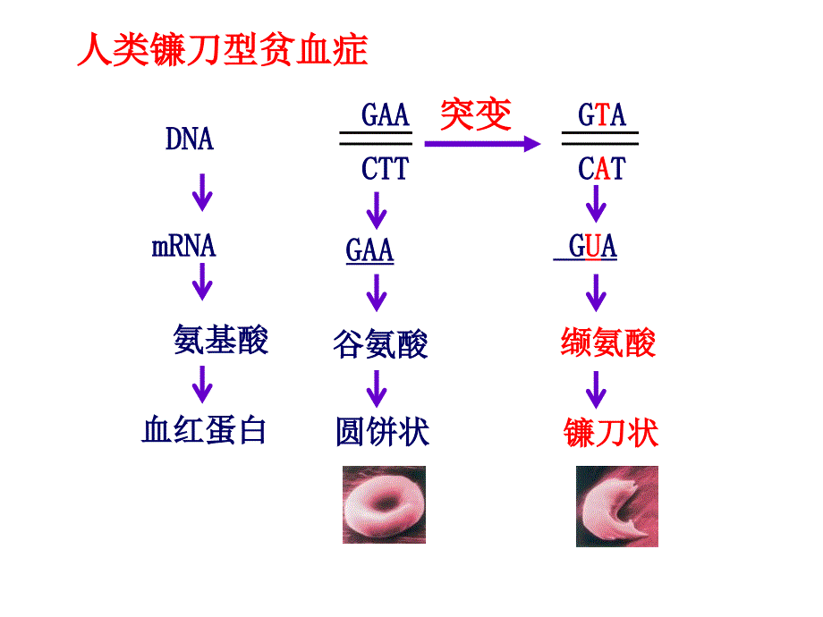 变异、育种、进化五六七_第4页