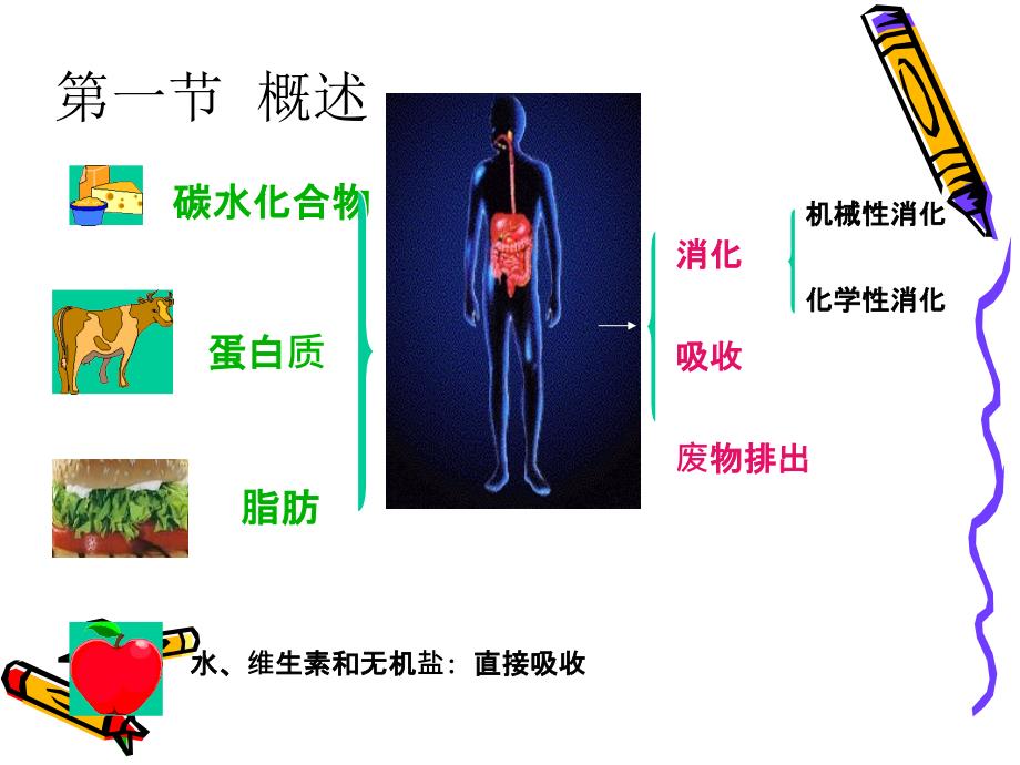 6.消化与吸收概述_第2页