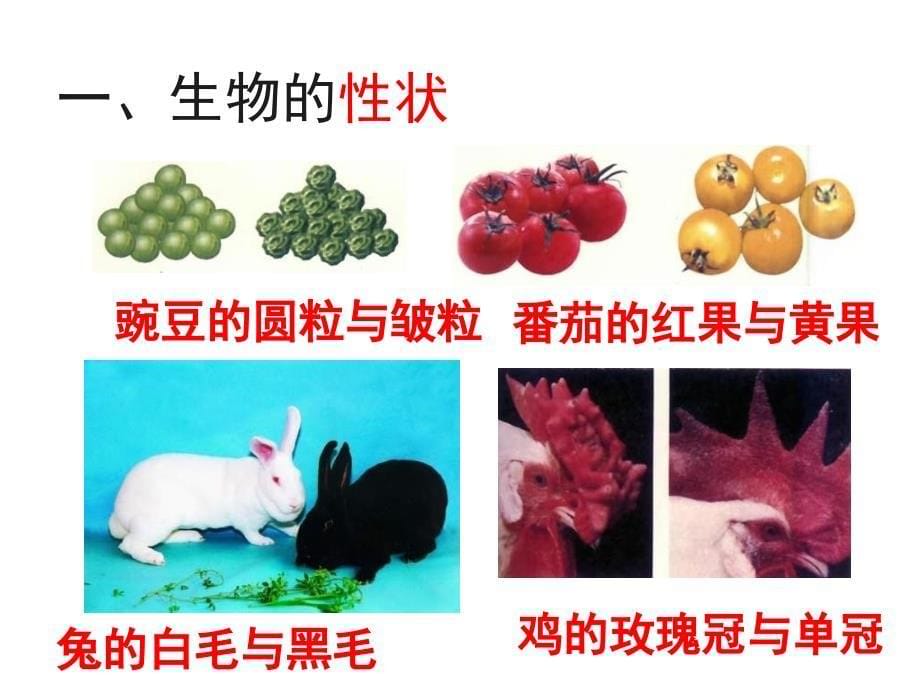 八年级生物基因控制生物的性状.ppt_第5页