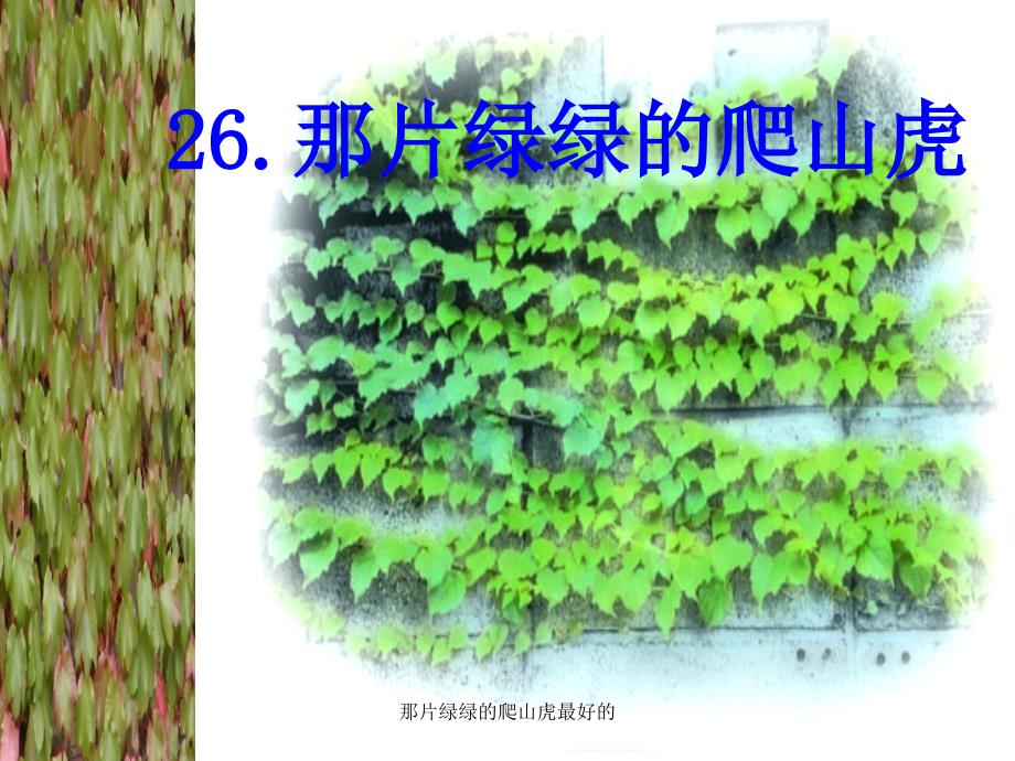 那片绿绿的爬山虎最好的课件_第2页