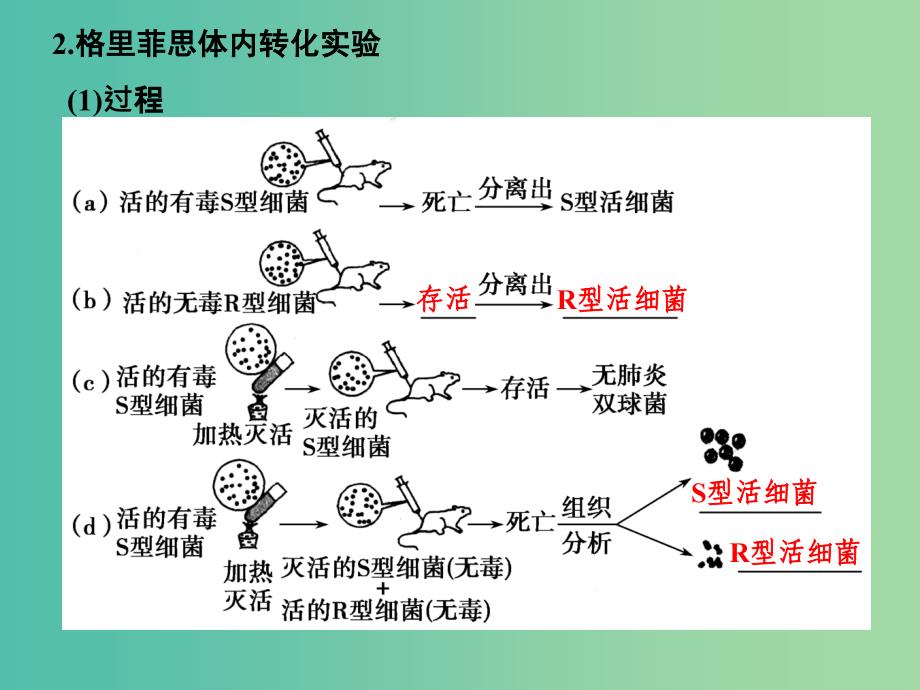 高考生物一轮复习 第6单元 遗传的分子基础 第17讲 DNA是主要的遗传物质课件 新人教版.ppt_第3页