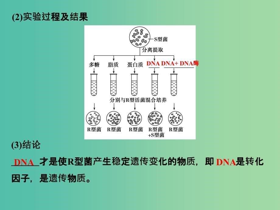 高考生物一轮复习 第6单元 遗传的分子基础 第17讲 DNA是主要的遗传物质课件 新人教版.ppt_第5页