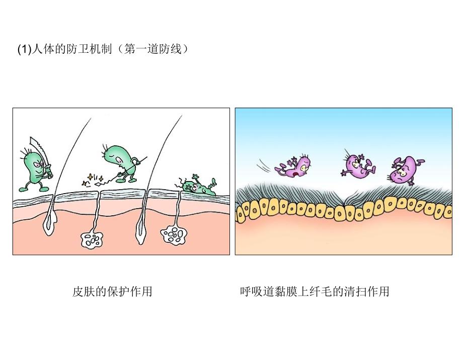 免疫调节试讲汇总_第2页