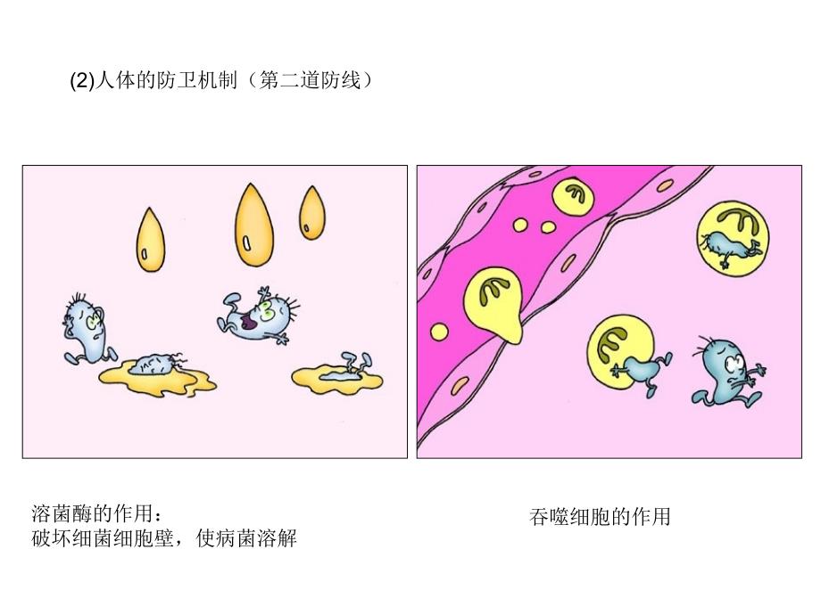 免疫调节试讲汇总_第3页