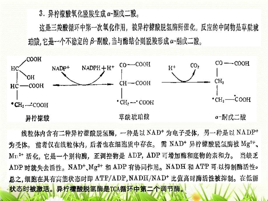 第3节糖的有氧氧化与三羧酸循环_第5页