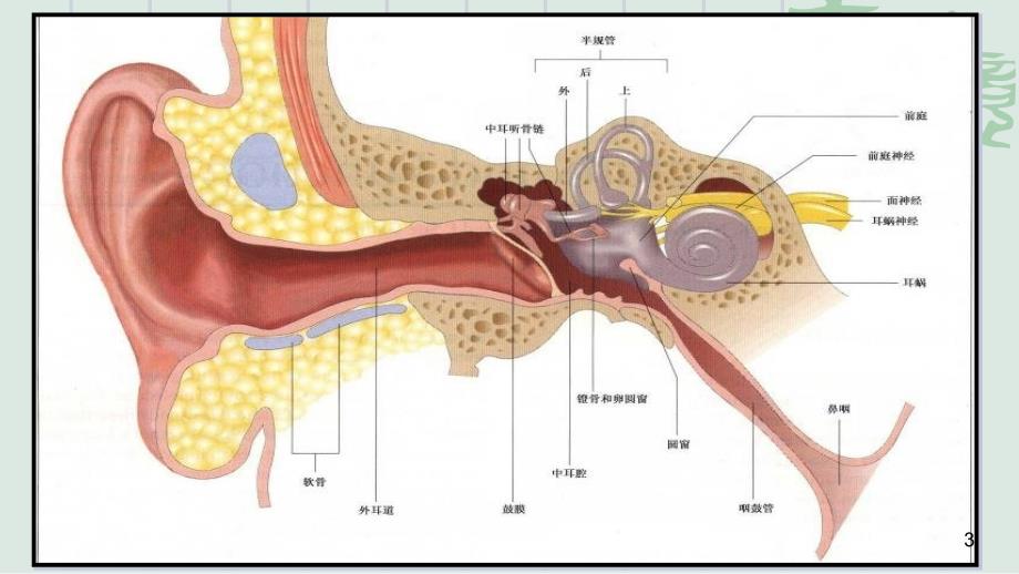 耳解剖ppt课件_第3页